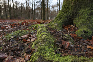 Herfst ontmoet winter in het stille bos