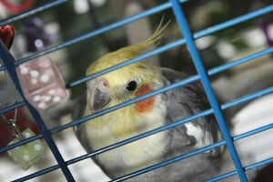 Nieuwsgierige valkparkiet in kooi