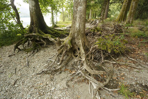 Boomwortels aan de rivieroever