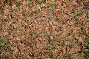 Gouden en bruine herfstbladeren op de bosgrond