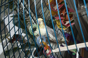 Nieuwsgierige valkparkiet in kooi