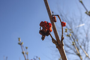 Bright red berries clinging to bare branches against a clear blu