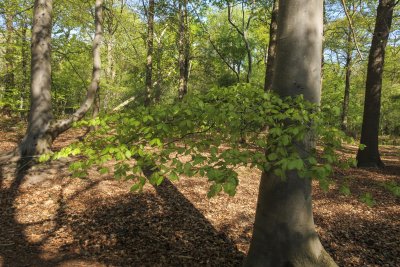 Exploring lush greenery and vibrant trees in a tranquil forest d