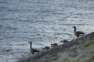 Ganzen met kuikens aan de oever