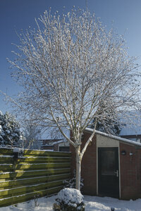 Sneeuwbedekte berk in Nederlandse achtertuin