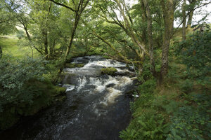 Stromende bosbeek door groen woud