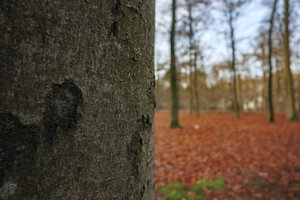 Herfst-winterovergang in een sereen boslandschap