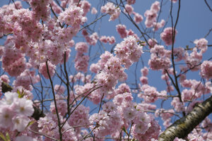 Roze kersenbloesem onder blauwe lucht