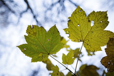 Groene bladeren tegen bewolkte hemel in Breda
