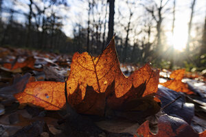 Herfst naar winter: zonlicht in het bos
