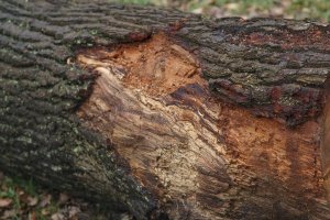 Close-up van vers gezaagde boomstam met houtnerf