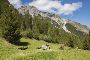 Koeien op bergweide in de Alpen