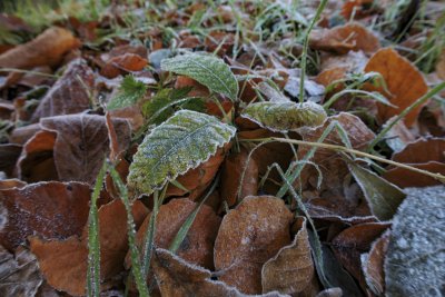 Overgang herfst naar winter met rijp