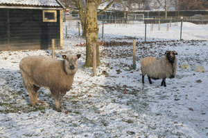 Schapen genieten van winter op kinderboerderij