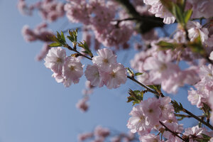 Kersenbloesem in volle bloei tegen blauwe lucht