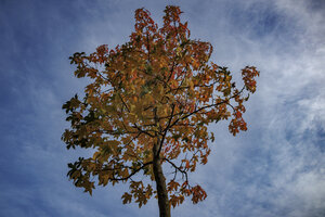 Golden leaves shimmer under the sky in Noord-Brabant, Nederland 
