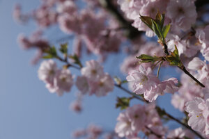 Kersenbloesem in bloei onder blauwe lucht in Noord-Brabant