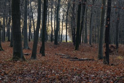 Herfst-winter overgang in sereen bos