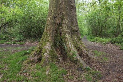 Vast tree trunk surrounded by lush greenery along a serene woodl
