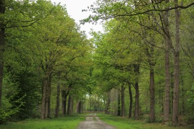 Lush green forest path winding through tall trees in springtime,