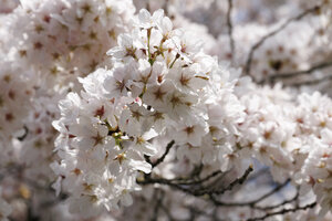 Witte kersenbloesem in bloei