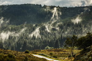 Mistige ochtend in het dichte bos