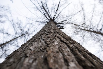 Hoge boom in bos onder bewolkte lucht