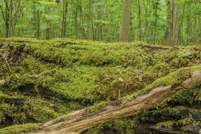 Moss-covered logs create a tranquil atmosphere in a lush green f
