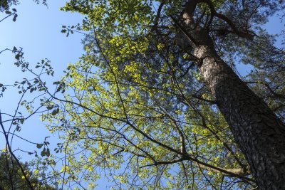 Lush green leaves contrast against a clear blue sky in a serene
