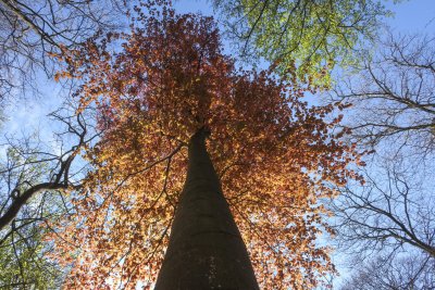 Vibrant autumn foliage seen from below a tall tree in a forest d
