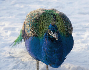 Kleurrijke pauw wandelt in de sneeuw op kinderboerderij