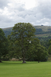 Eenzame boom op groene weide