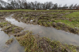 Modderige plassen en omgewoeld gras na regen