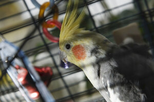 Nieuwsgierige valkparkiet in kooi