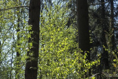 Sunlight filters through dense foliage in a vibrant spring fores