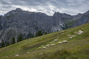 Schapen in de Oostenrijkse Alpen