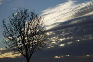 Silhouet van boom bij zonsondergang met wolken