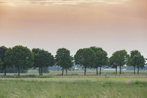 Weelderige bomen langs een sereen veld in de schemering