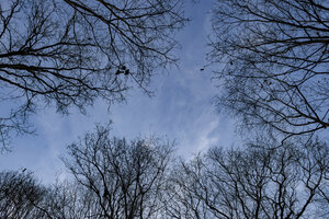 Overgang naar winter: kale bomen tegen blauwe lucht