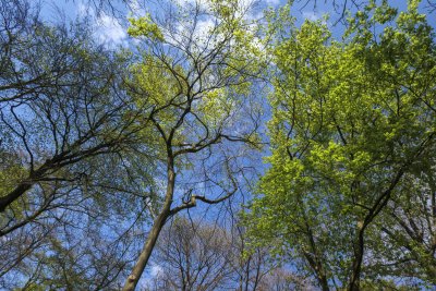 Vibrant green leaves contrast against a bright blue sky in a tra