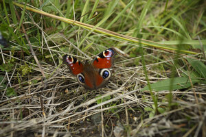 Pauwoogvlinder op grasgrond