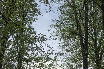 Vibrant green foliage frames a serene sky in a tranquil woodland