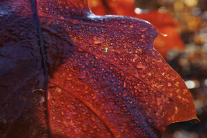 Herfst in glinsterende druppels