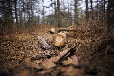 Gevallen bomen en bosafval op de grond in een rustig bos