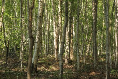 Forest landscape showcasing tall trees and vibrant green foliage