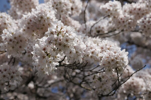 Bloeiende kersenbloesem in Zevenbergen, Noord-Brabant
