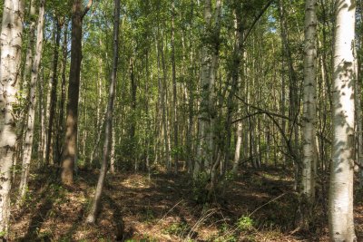 Lush green forest during daylight with tall trees and natural su