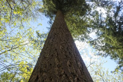 Tall tree towering over forest with blue sky peeking through gre