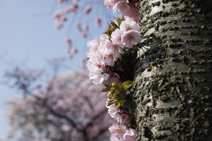 Kersenbloesem in bloei in Noord-Brabant