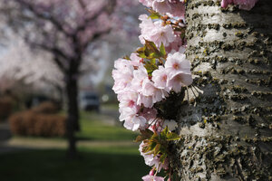Kersenbloesem op boomstam in Zevenbergen
